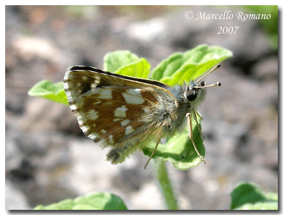 Spialia orbifer, rovescio delle ali (Lepidopt., Hesperiidae)